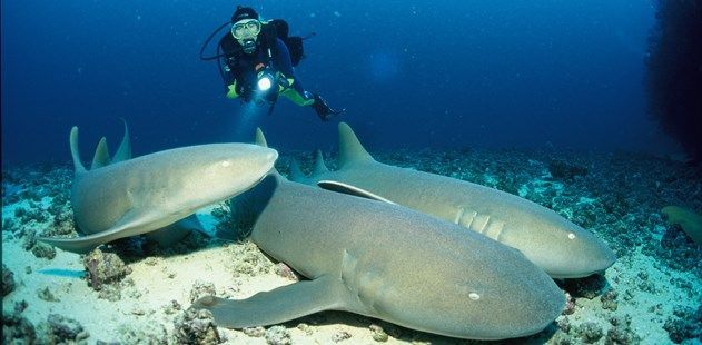5 of the Best Scuba Diving Holidays