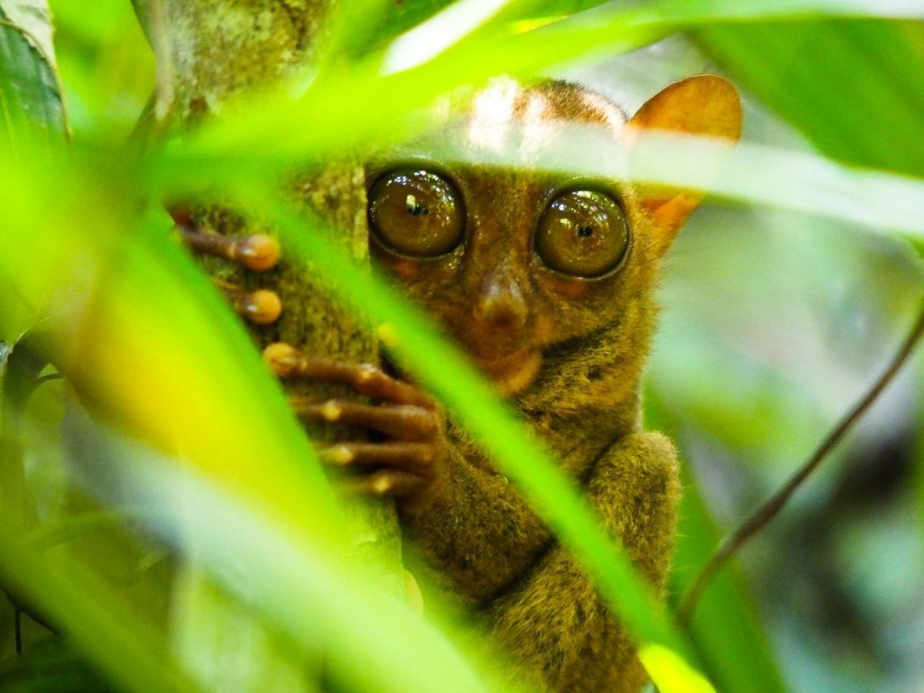 lemur peering through foliage