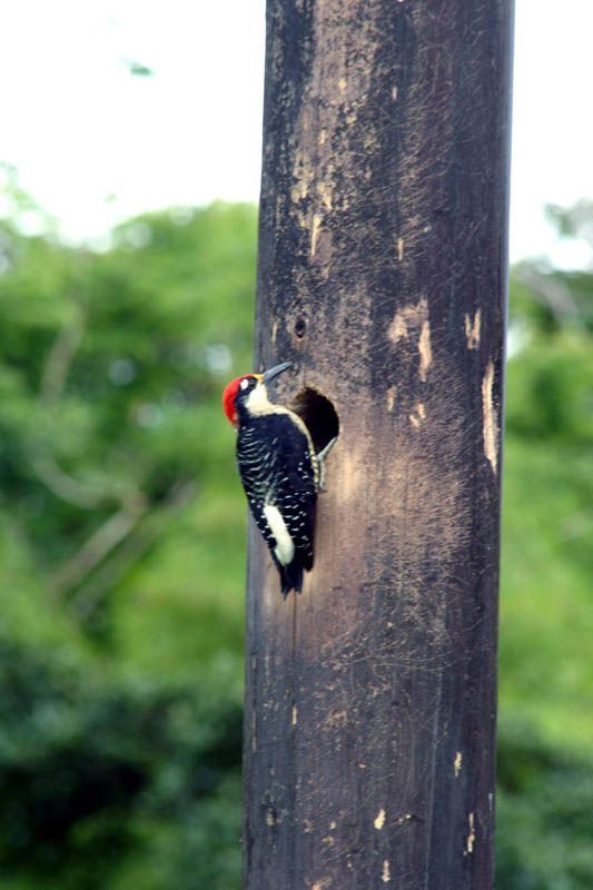 Costa Rica Discover Recover™