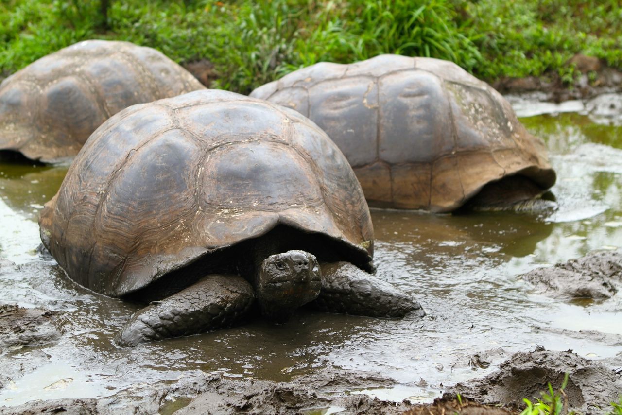 Active Tours - Galapagos