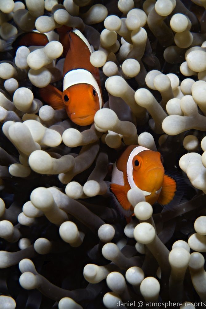 Scuba Diving at Atmosphere Resort