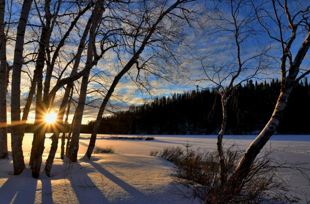 Snow covered trees illuminated by a rising sun