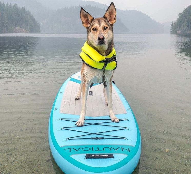 dog on paddleboard.PNG