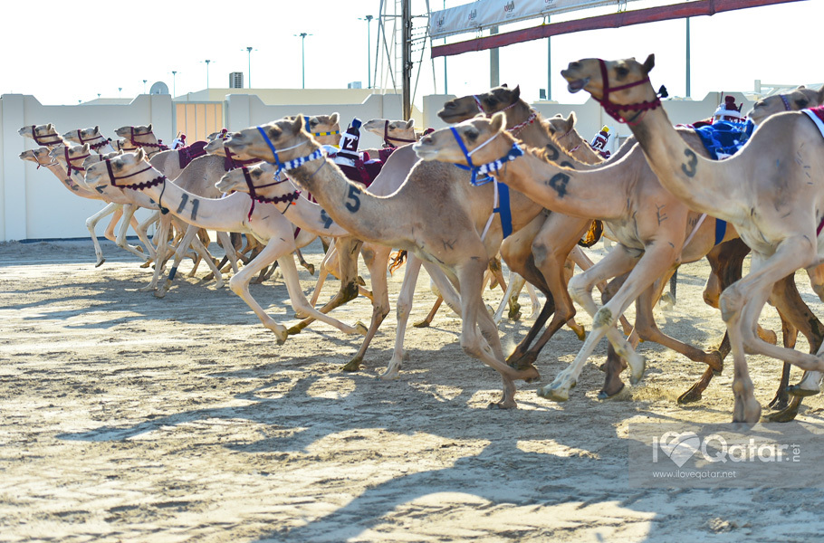 Qatar - Al Shahaniya Camel Racing